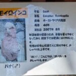 福岡県大野城市にある株式会社アシュランの「バードハウス」にいるモモイロインコのバナの説明と画像